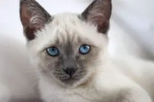 Lilac Point Siamese