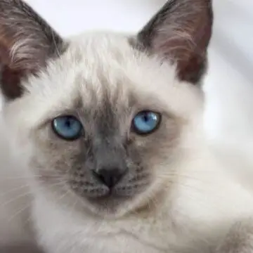 Lilac Point Siamese Cats
