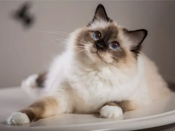 Long haired Siamese Full Profile and History