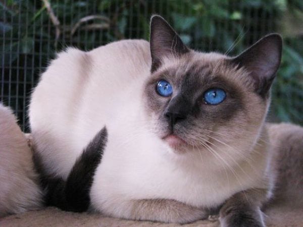 Blue Point Siamese: Traits and Facts