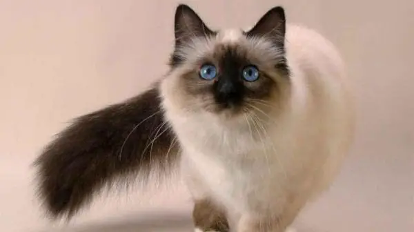 What is a Balinese cat?