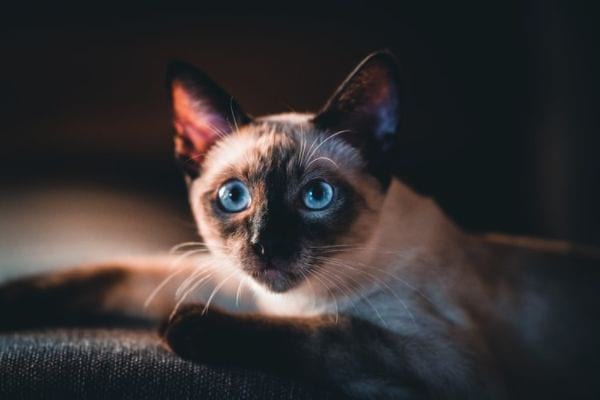 Dove posso acquistare un gatto siamese