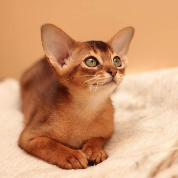 Abyssinian