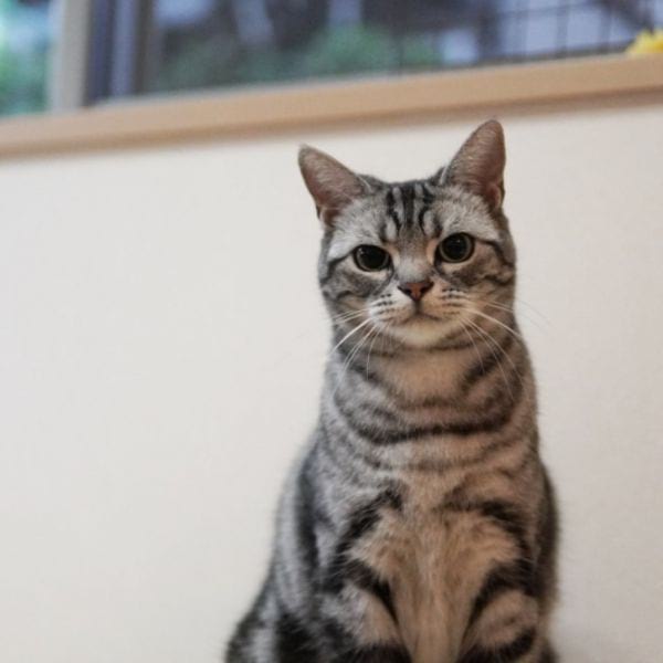 American Shorthair