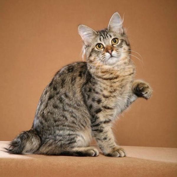 American Bobtail