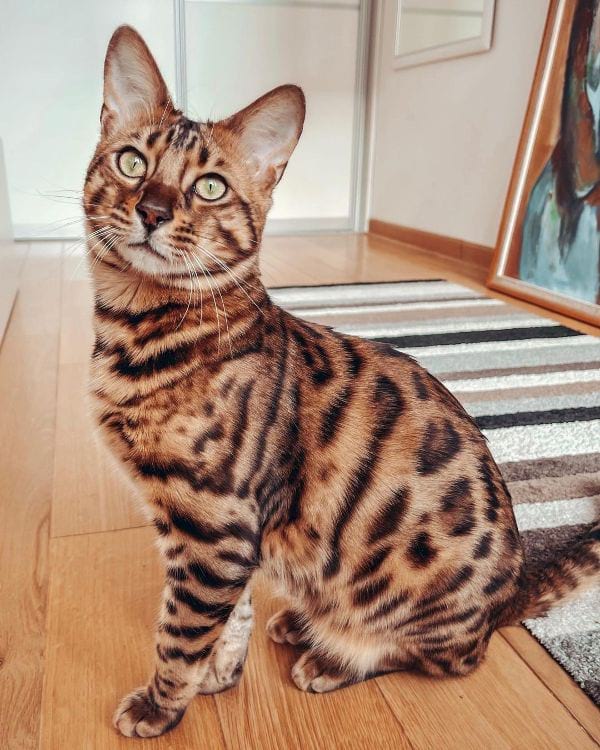 Bengal