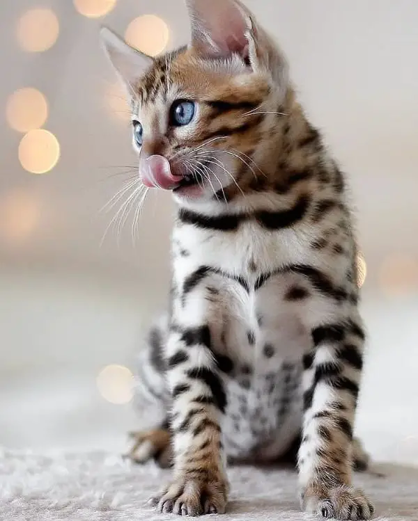 Bengal Kitten Names for the Wild and Exotic Creatures