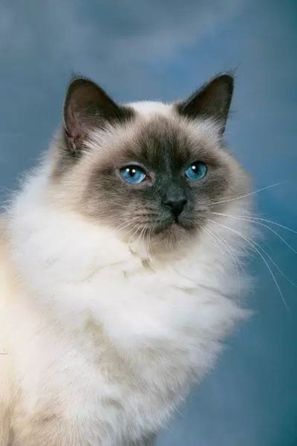 Birman