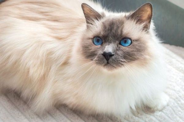 White Cat Breeds that Will Steal Your Heart | CatsPurfection