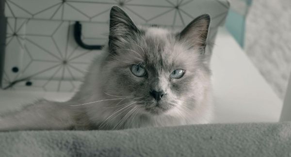 Birman