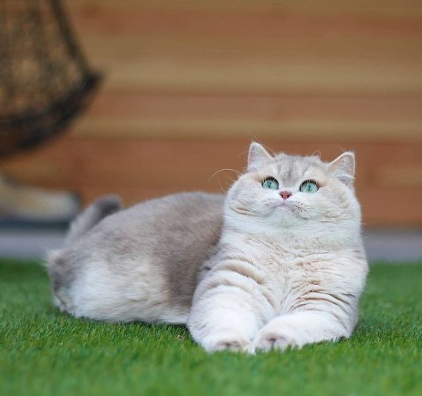 British Shorthair