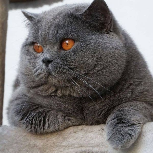 British Shorthair