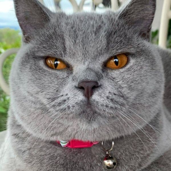 British Shorthair