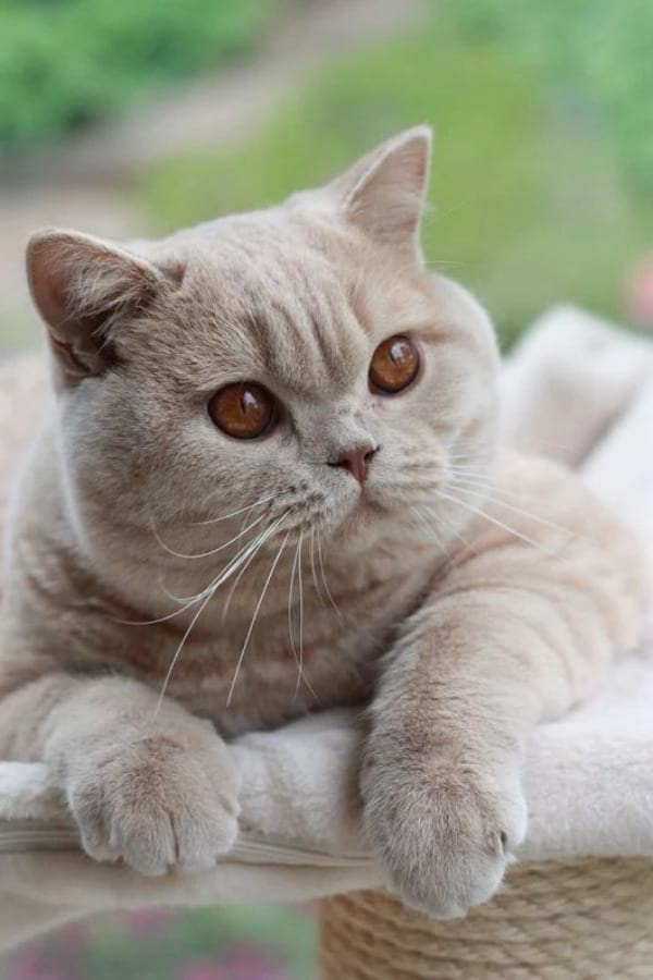 British Shorthair