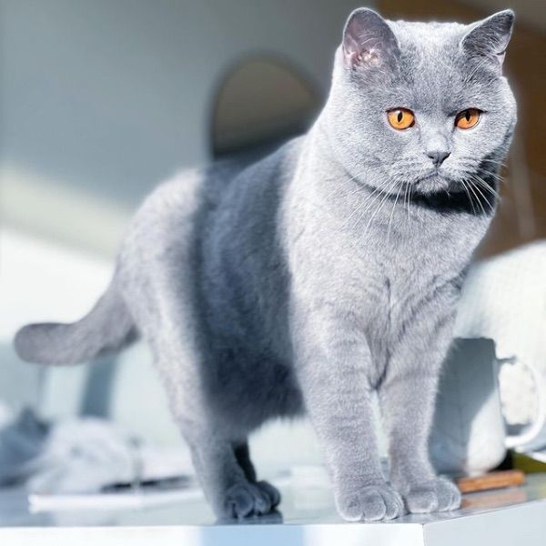 British Shorthair