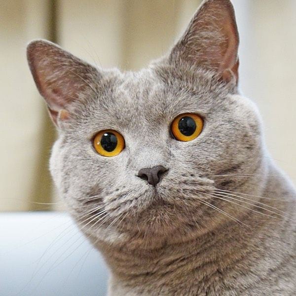 Chartreux