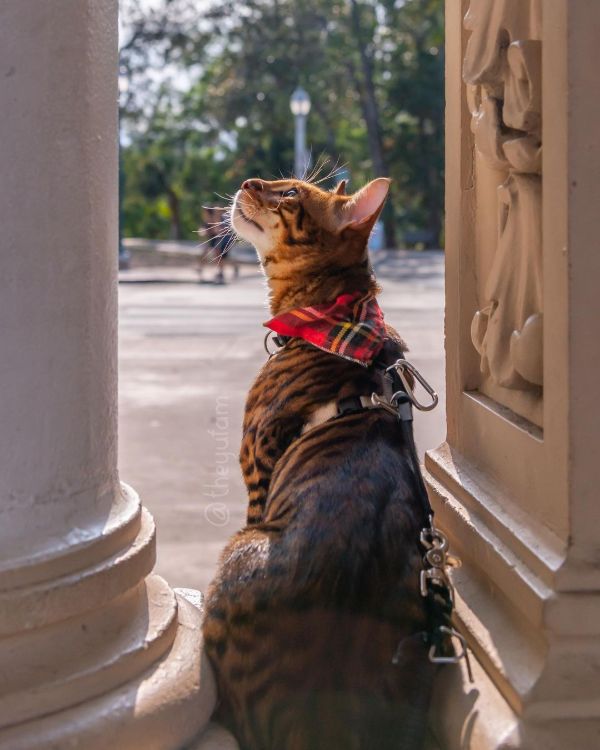 Cool Bengal Cat Names