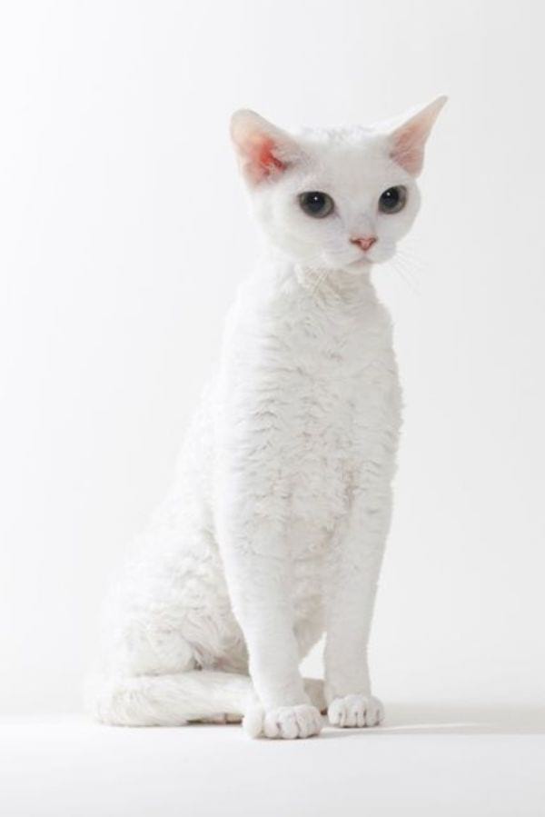 Cornish Rex