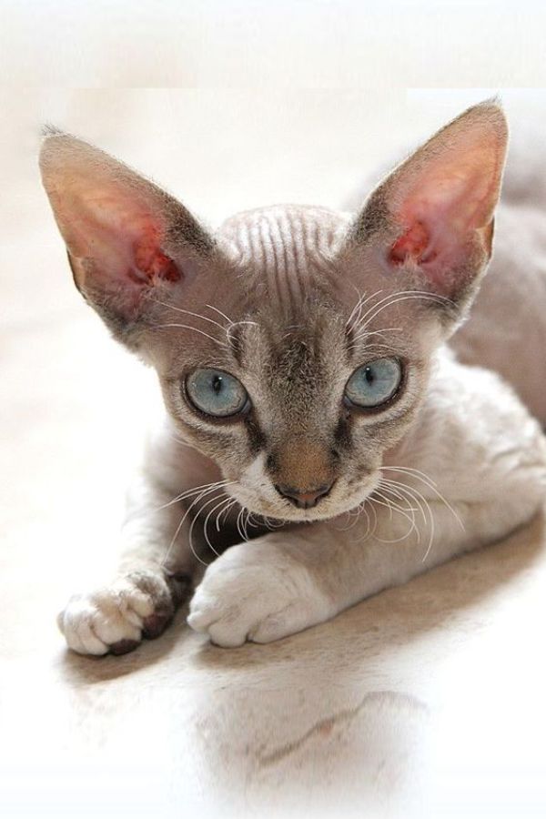 Cornish Rex