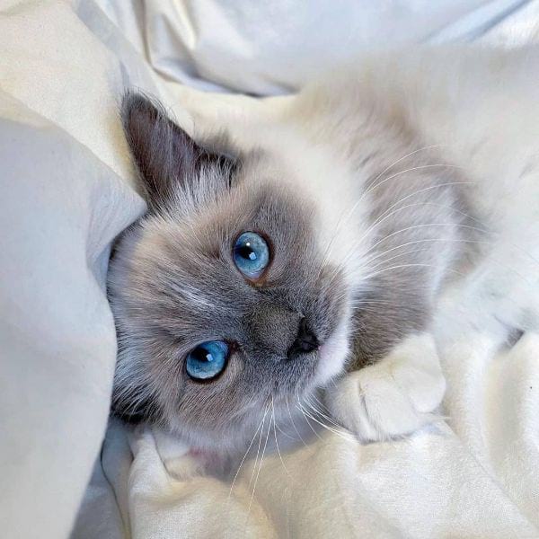 Cute Cat Names for a Ragdoll Cat