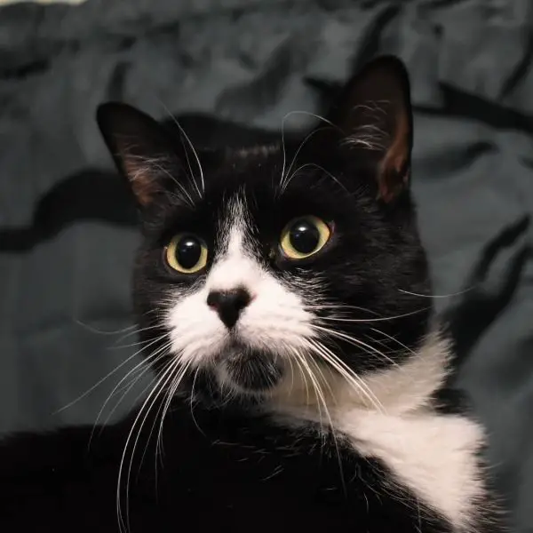 Cute and Unique Tuxedo Cat Names