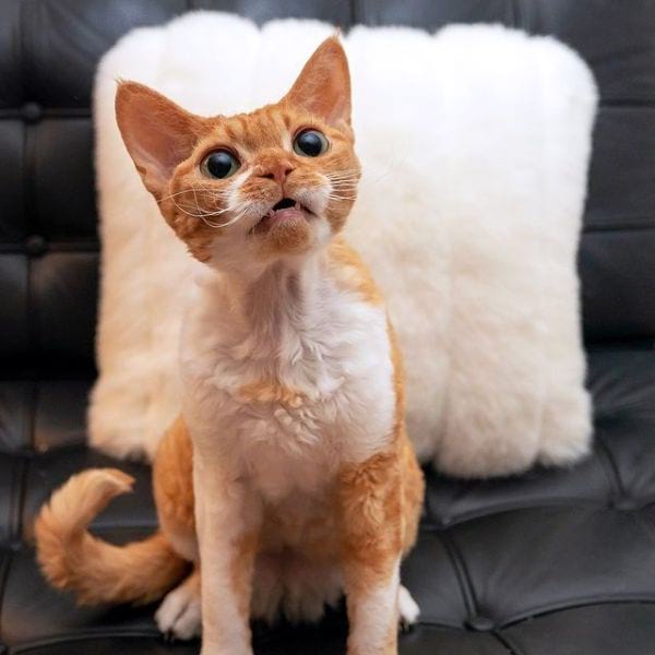 Devon Rex