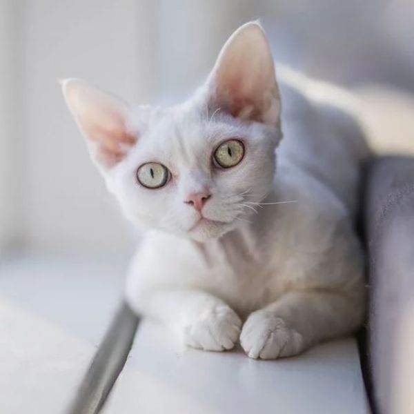 Devon Rex