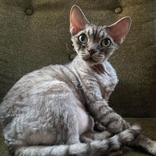 Devon Rex