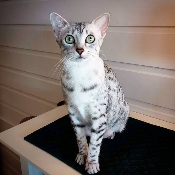 Egyptian Mau