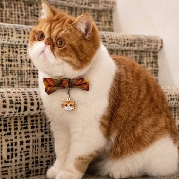 Exotic Shorthair