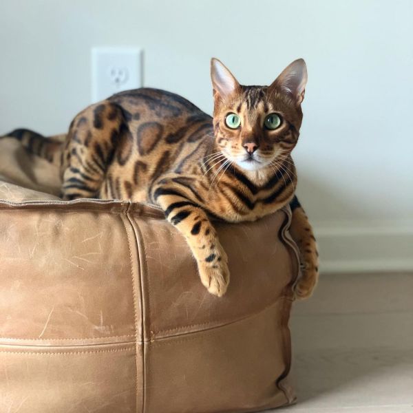 Female Bengal Cat Names