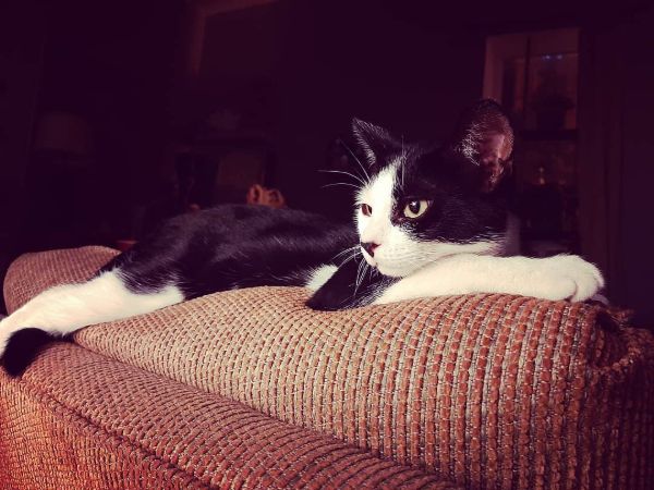 Female Tuxedo Cat Names