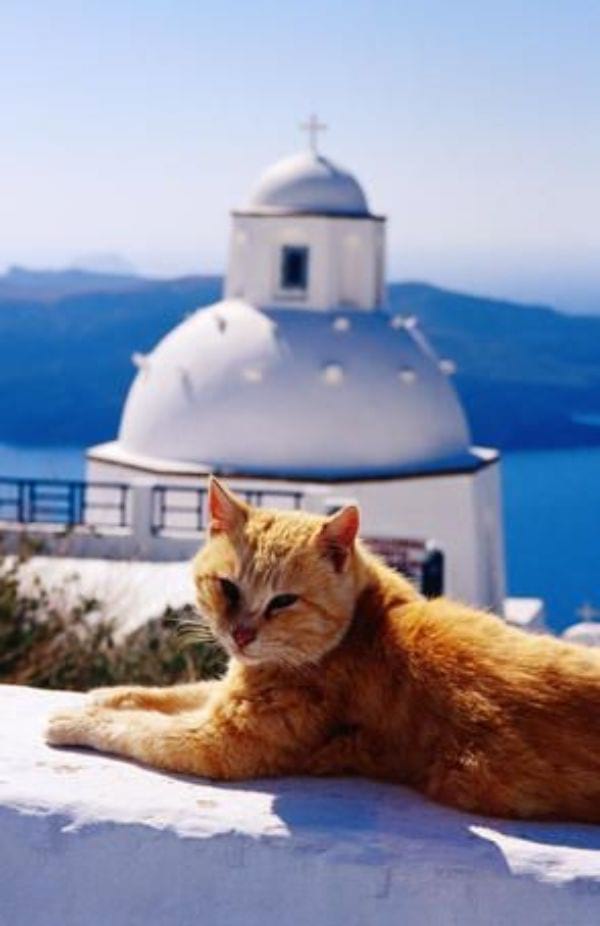 Greek God Names Male Cats