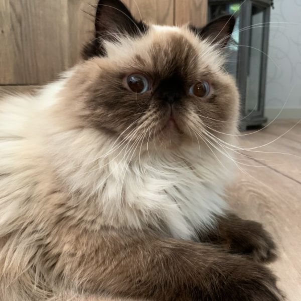 Himalayan Cat