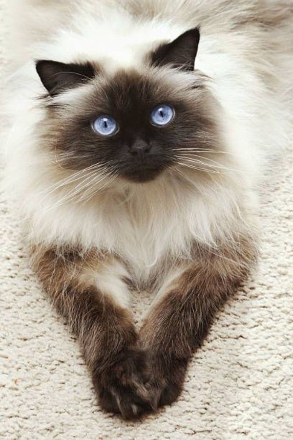 11 Cat Breeds With Blue Eyes | CatsPurfection