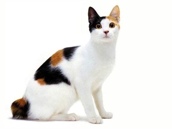 Japanese Bobtail