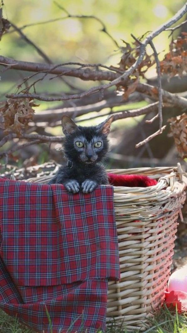 Lykoi