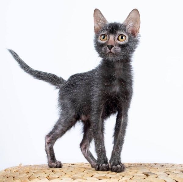 Lykoi