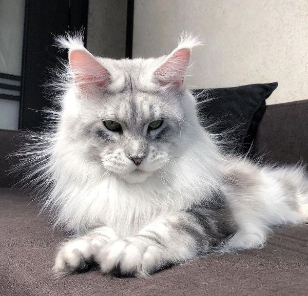 Maine Coon