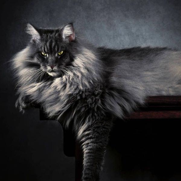 Maine Coon