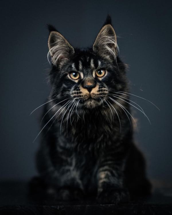 Maine Coon