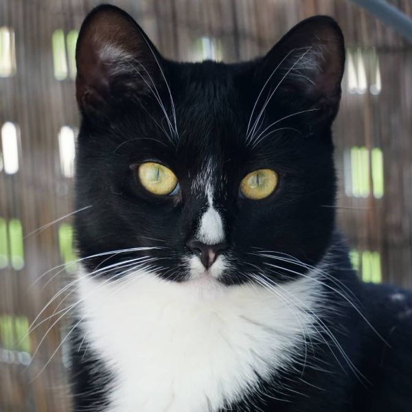 Male Tuxedo Cat Names