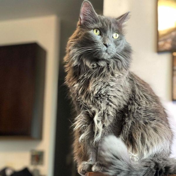 Nebelung