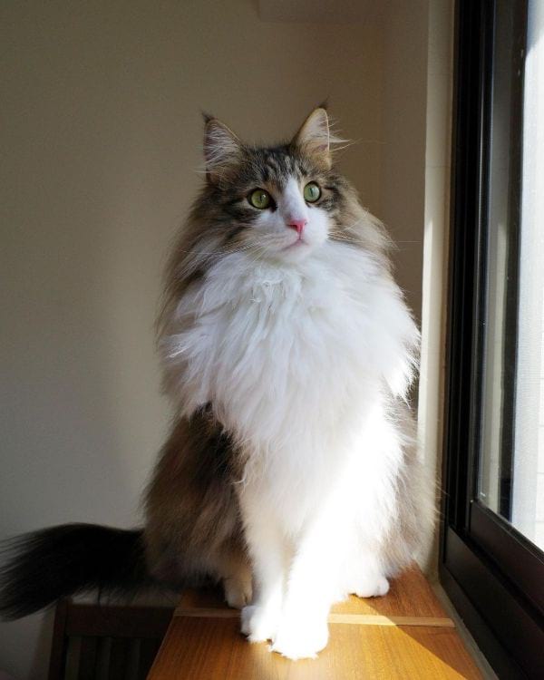 Norwegian Forest Cat