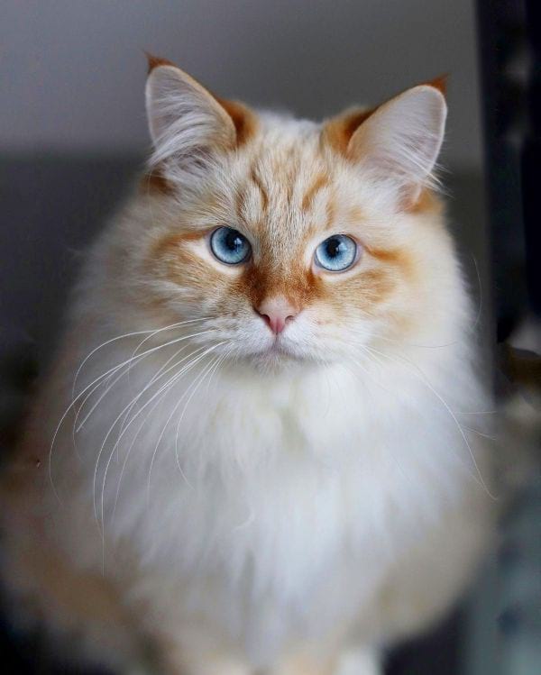 Norwegian Forest Cat (aka Skogkatt)