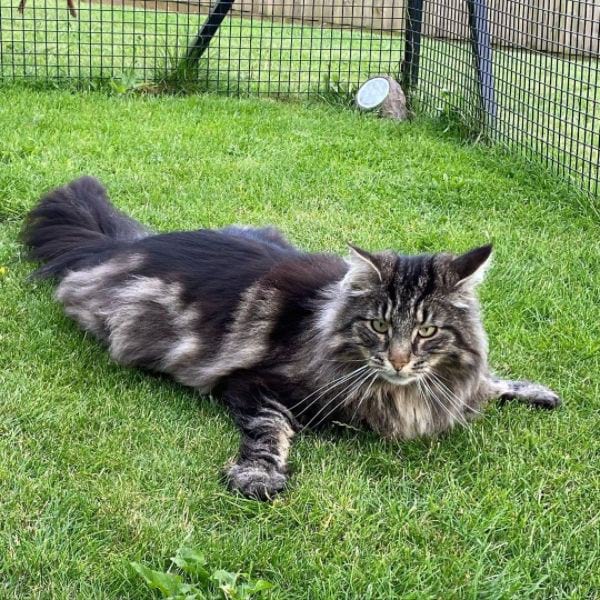 Norwegian Forest Cat