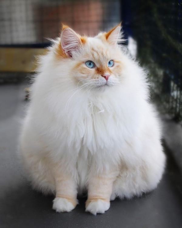 Norwegian Forest Cat