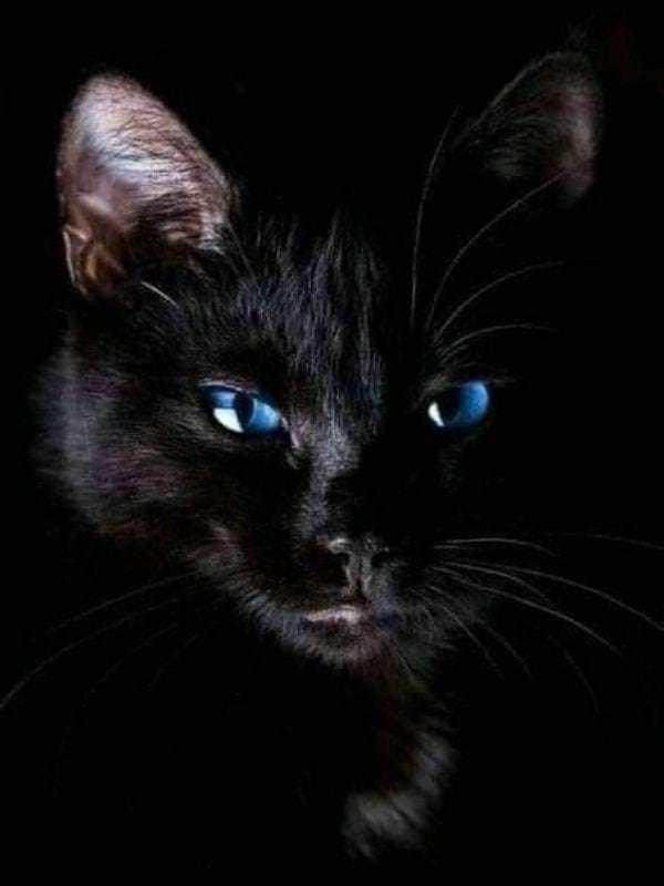 Ojos Azules Cat