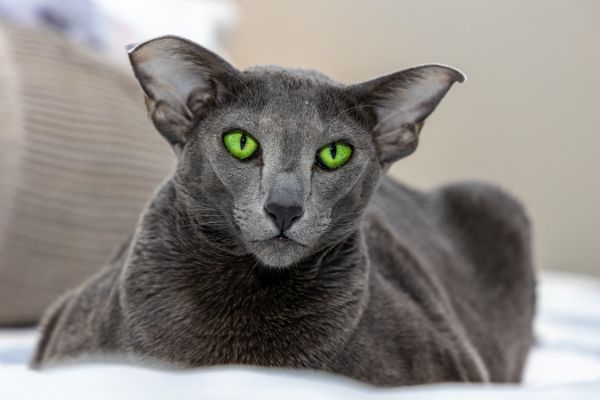 Oriental Shorthair