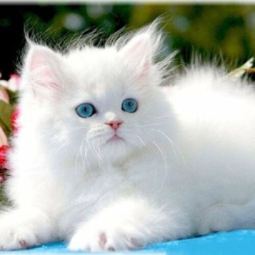 11 Cat Breeds With Blue Eyes | CatsPurfection